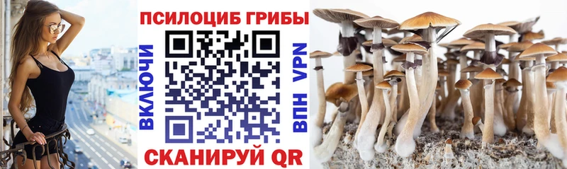 магазин    Благовещенск  Галлюциногенные грибы GOLDEN TEACHER 